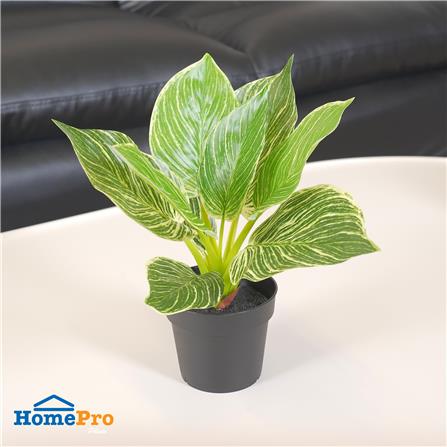 ต้นมอนสเตอร่าลายทาง SPRING 23 ซม._4