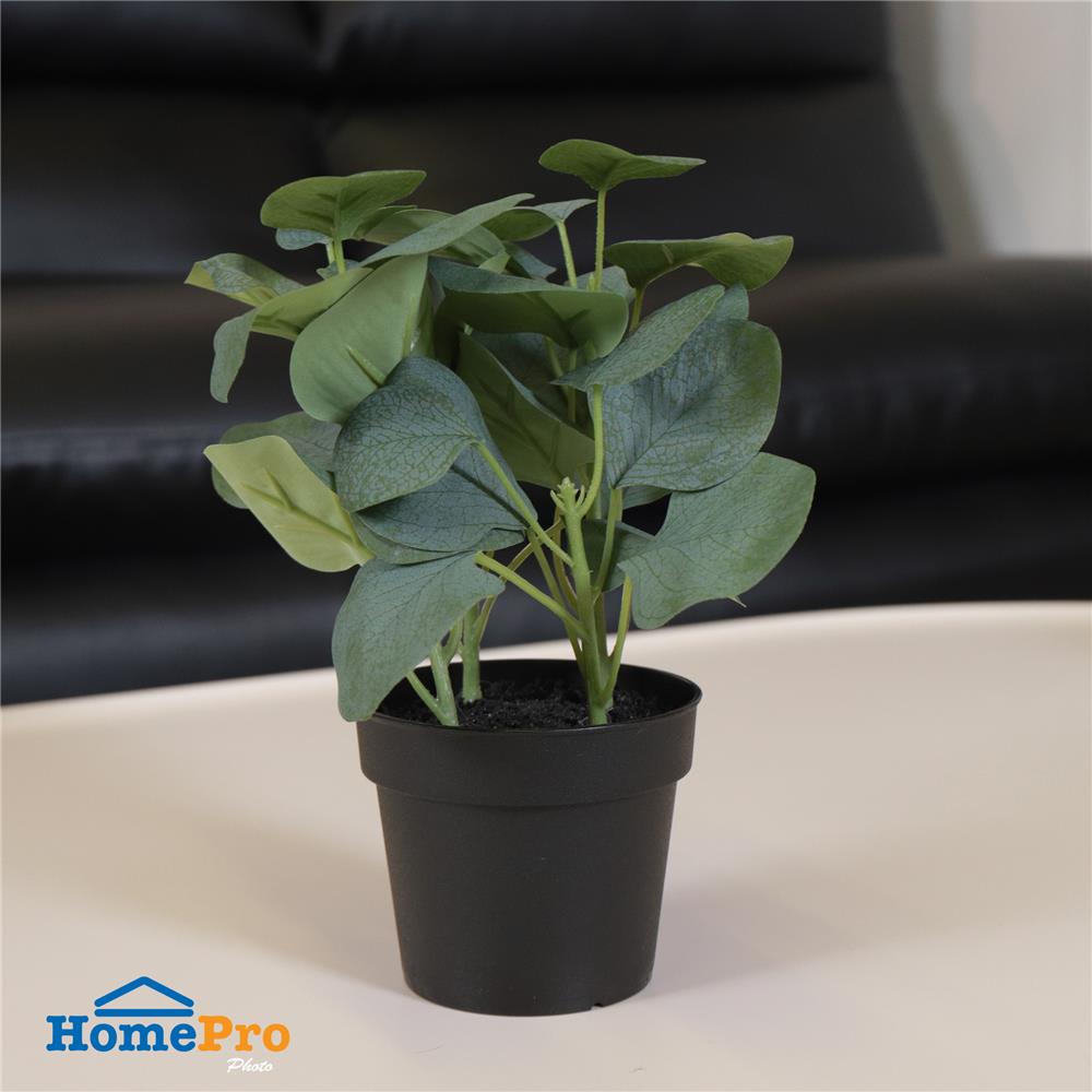 ต้นยูคาลิปตัส SPRING 21 ซม.