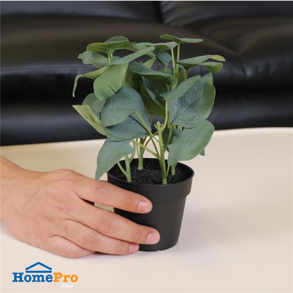 ต้นยูคาลิปตัส SPRING 21 ซม.