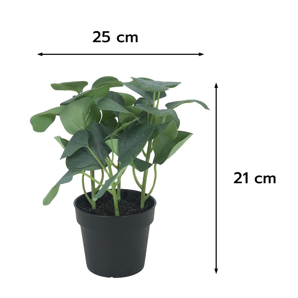 ต้นยูคาลิปตัส SPRING 21 ซม.