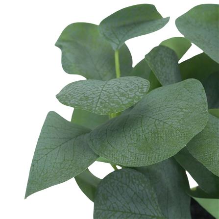 ต้นยูคาลิปตัส SPRING 21 ซม._1