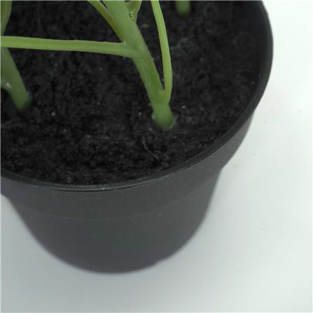 ต้นยูคาลิปตัส SPRING 21 ซม._2