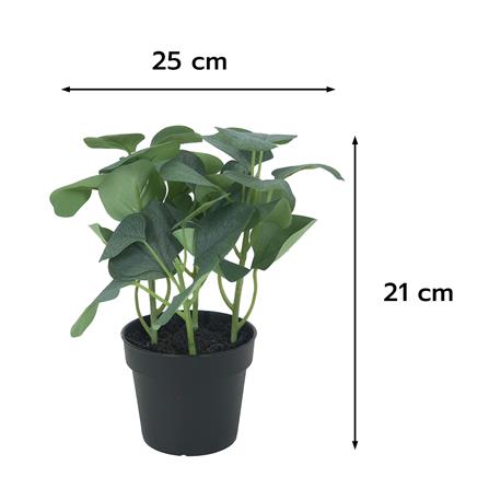 ต้นยูคาลิปตัส SPRING 21 ซม._5