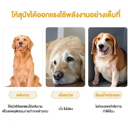 ของเล่นสุนัข MOMOVIDA DT-13 สีม่วง_3