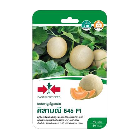 เมล็ดพันธุ์แคนตาลู ศิลามณี 546 F1 ศรแดง 40 เมล็ด_0