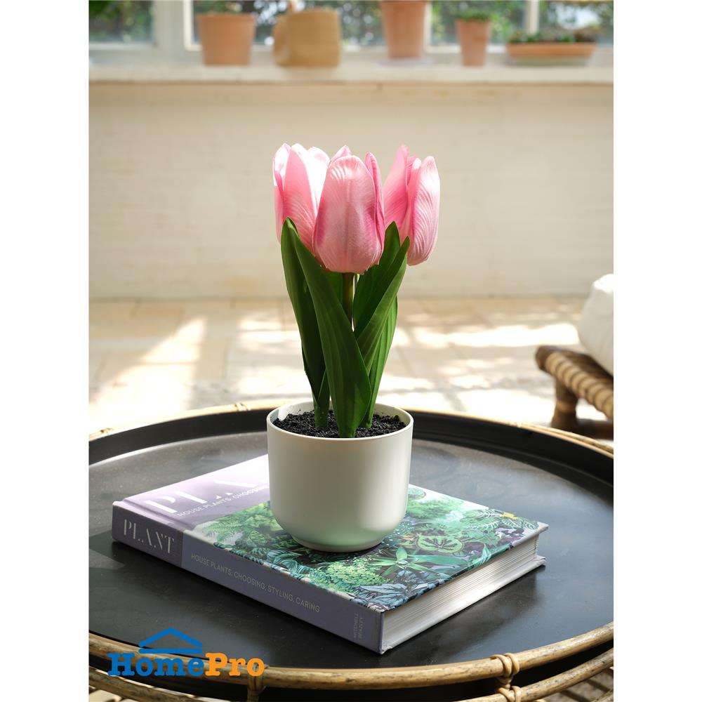 ดอกทิวลิปสีชมพู SPRING 23 ซม.