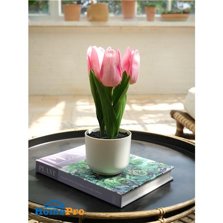 ดอกทิวลิปสีชมพู SPRING 23 ซม._3