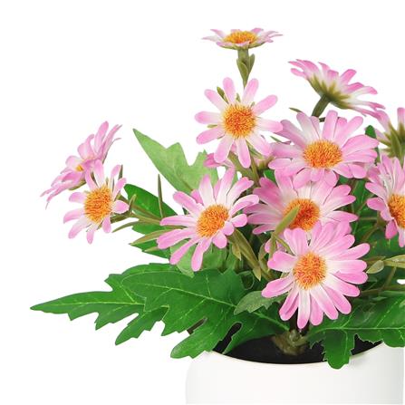 ดอกเดซี่สีชมพู SPRING 18 ซม._1