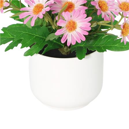 ดอกเดซี่สีชมพู SPRING 18 ซม._2