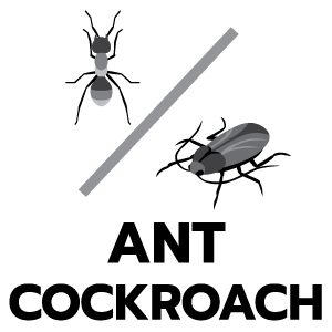 ประเภทของสัตว์รบกวน มด/แมลงสาบ