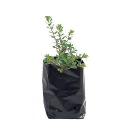 POLY BAG 141 TRIO TT007 2.5X17X19CM BLK