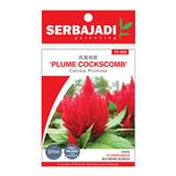 BAJA SERBAJADI PLUME COCKSCOMB, CELOSIA PLUMOSA FLOWER SEED FS005 1GM
