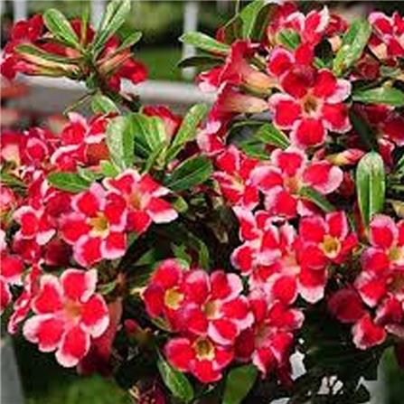FLOWERING INDUCER GW 47 (2X400 GM)