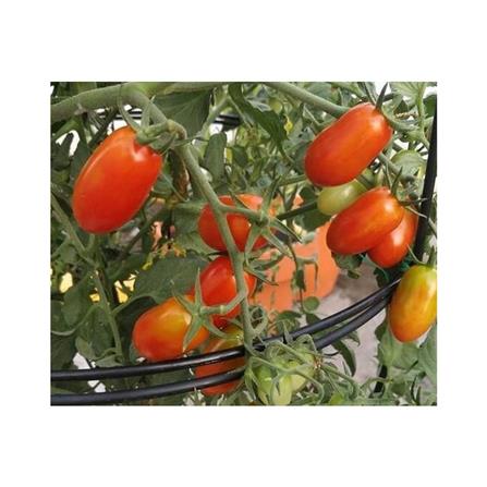 BABA VE-016 F1 HYBD CHERRY TOMATO RED