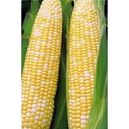 BABA VE-031 FI PEARL GOLD SWEET CORN