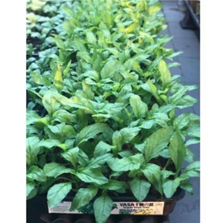 YASA-I SUPER VEGETABLE GROWING TRAY