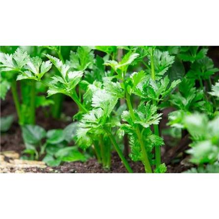 BABA VE-062 GREEN CELERY
