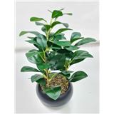 CL BEAN LEAVES POTTED PLANT GP506