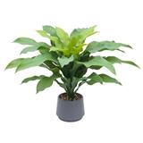 CL BRAZILIAN WOOD  POTTED PLANT GP512