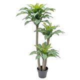CL YUCCA ELPAHANTIPES POTTED PLANT GP605