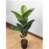 CL FICUS ELASTICA TREE 73CM GP620