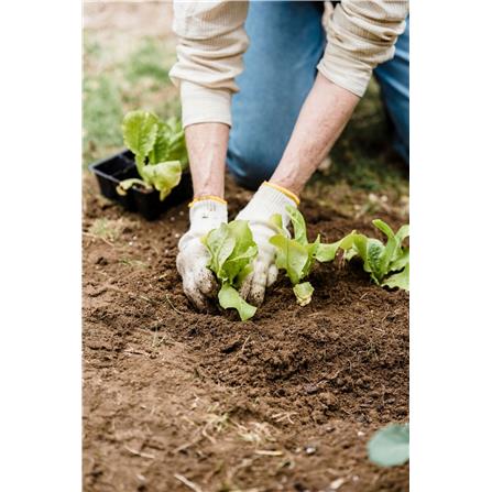 SERBAJADI UREA 46 PERCENT FERTILIZER 2KG